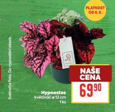 Hypoestes