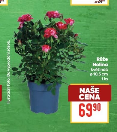 Růže Nolina