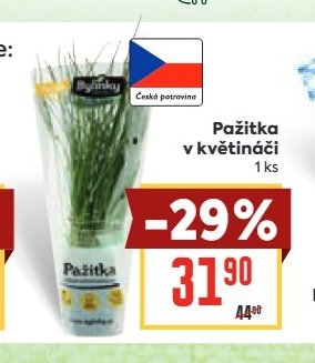 Pažitka v květináči