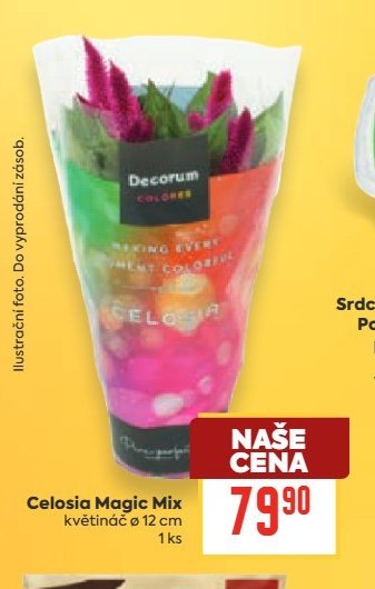 Celosia Magic Mix