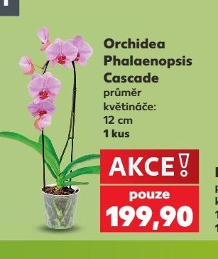 Orchidea Phalaenopsis Cascade