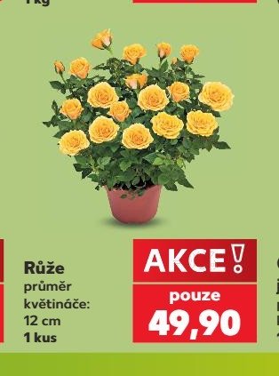 Růže