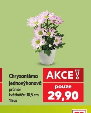 Chryzantéma jednovýhonová