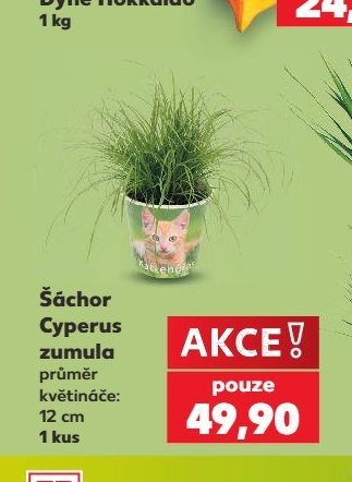 Šáchor Cyperus zumula