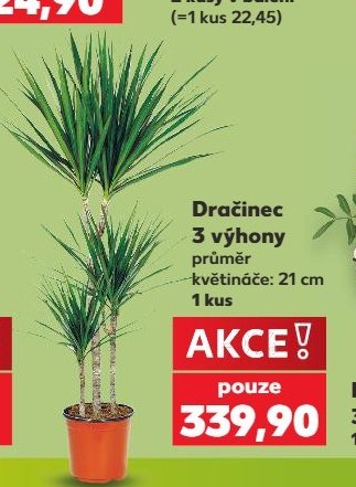 Dračinec