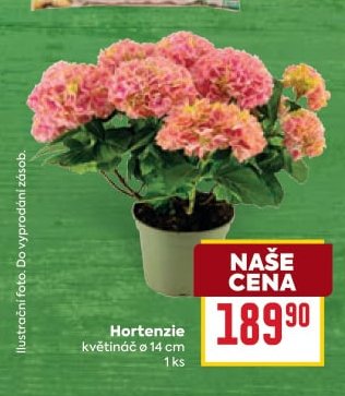 Hortenzie
