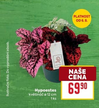 Hypoestes