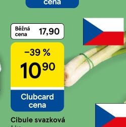 Cibule svazková