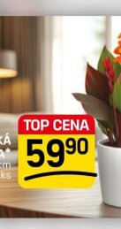 DOSNA INDICKÁ CANNA INDICA