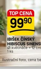 IBIŠEK ČÍNSKÝ HIBISCUS SINENSIS