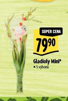 Gladioly Mini