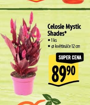 Celosie Mystic Shades