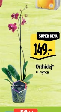 Orchidej