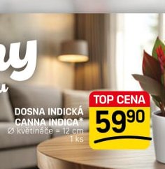 DOSNA INDICKÁ CANNA INDICA