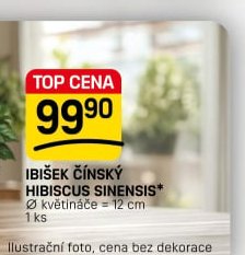 IBIŠEK ČÍNSKÝ HIBISCUS SINENSIS