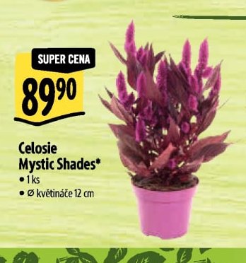 Celosie Mystic Shades