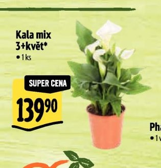 Kala mix 3+květ