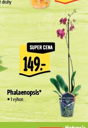 Phalaenopsis