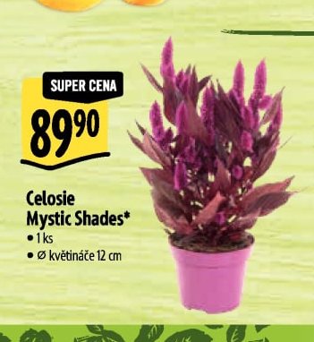 Celosie Mystic Shades