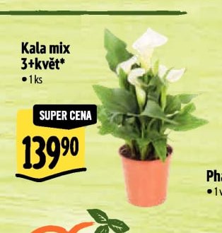 Kala mix 3+květ