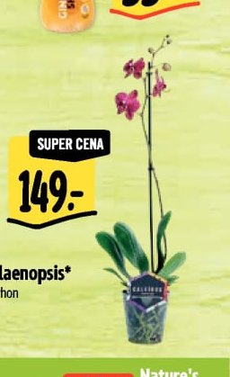 Phalaenopsis