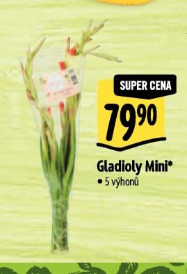 Gladioly Mini