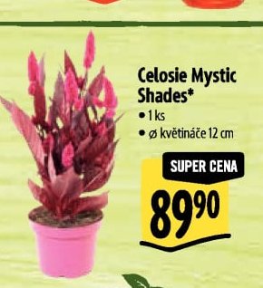 Celosie Mystic Shades