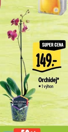 Orchidej