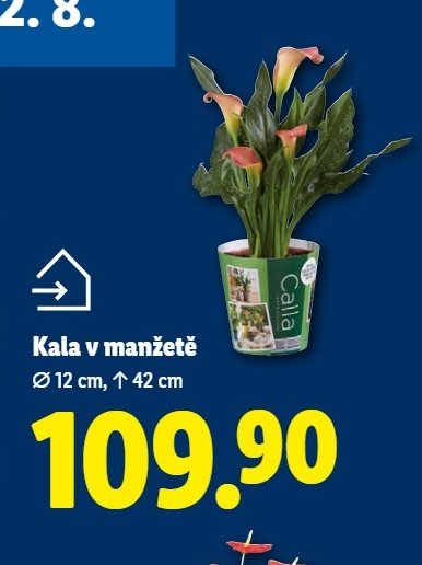 Kala v manžetě