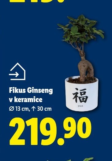 Fikus Ginseng v keramice