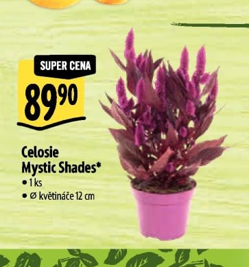 Celosie Mystic Shades