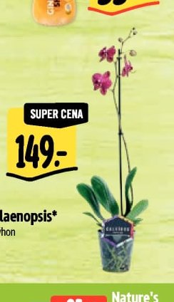 Phalaenopsis