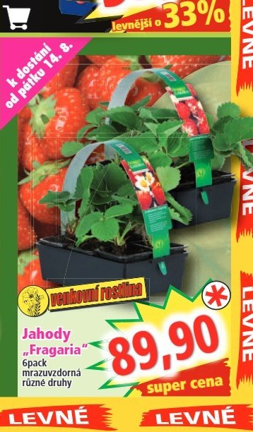 Jahody Fragaria 6pack