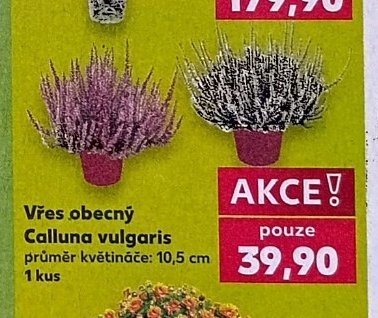 Vřes obecný Calluna vulgaris