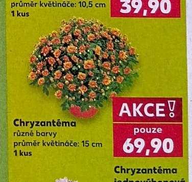 Chryzantéma různé barvy